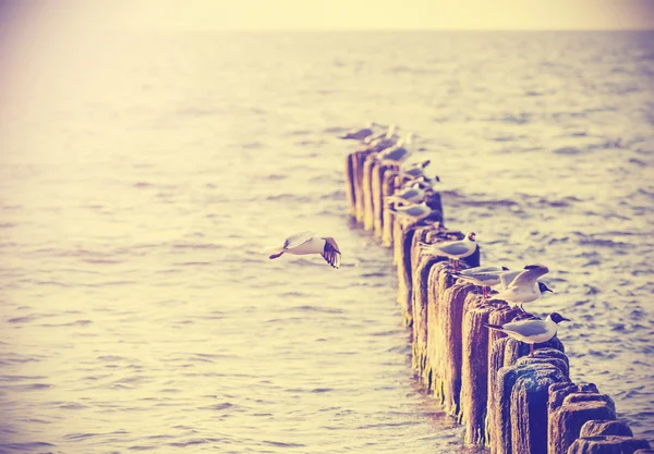 Retro vintage photo of seagulls on wooden posts. — Stock Photo, Image