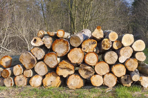 Montón de troncos de madera en el bosque . —  Fotos de Stock