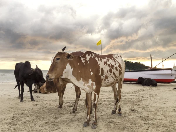 Krávy na pláži při západu slunce, Goa v Indii. — Stock fotografie