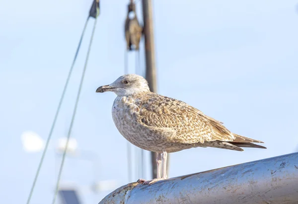 Gaivota em pé sobre um mastro no porto . — Fotografia de Stock