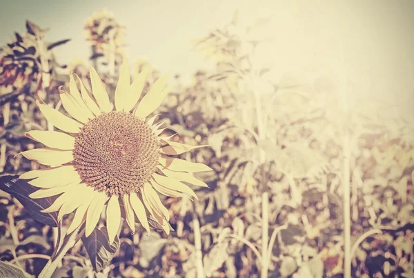 Retro toned sunflowers, nature background. — Stockfoto