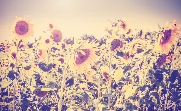 Retro vintage tonad natur bakgrund av solrosor. — Stockfoto