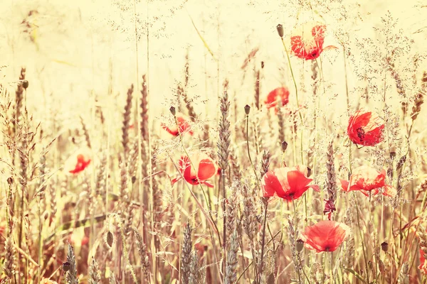 Retro stijl natuurlijke achtergrond gemaakt van planten op weide. — Stockfoto