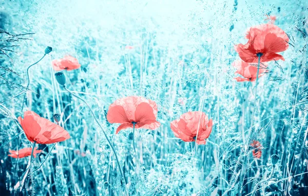 Abstracte kleuren gefilterd poppy bloemen op weide, — Stockfoto