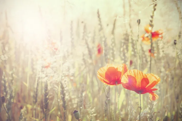 Retro haşhaş çiçek güneş doğarken, sığ derinlik-in tarla tonda.. — Stok fotoğraf