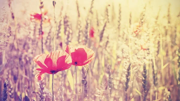 Vintage haşhaş çiçekleri güneş doğarken, sığ derinlik-in tarla tonda.. — Stok fotoğraf