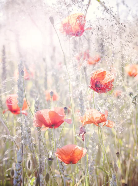 Retro vintage haşhaş çiçekleri ile vahşi çayır güneş doğarken filtre. — Stok fotoğraf