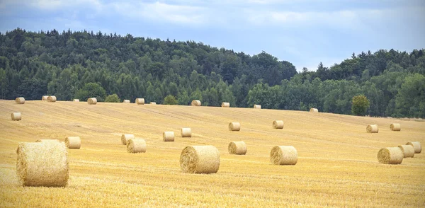 Campo colhido com fardos de feno em dia nublado . — Fotografia de Stock