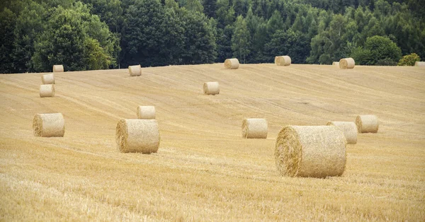 Fardos de heno en el campo cosechado, poca profundidad de campo . — Foto de Stock