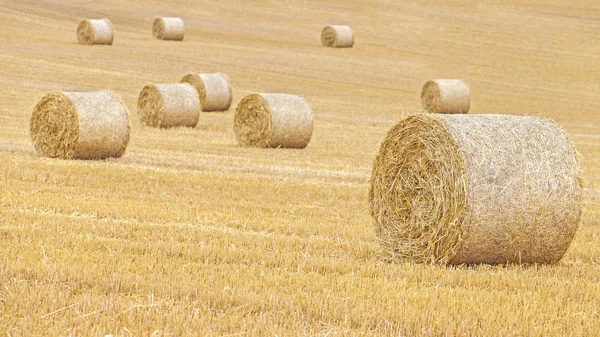 Fardos de heno en el campo cosechado, poca profundidad de campo . — Foto de Stock