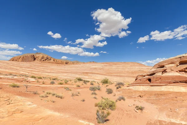 Sandstone formation in the Valley of Fire State Park, USA. — Stock Photo, Image