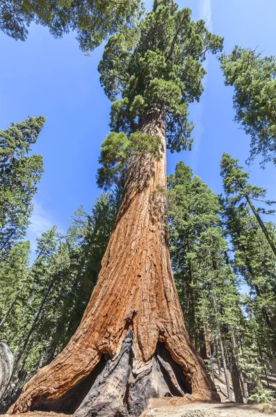 红杉在红杉国家公园，加利福尼亚州，美国. — 图库照片