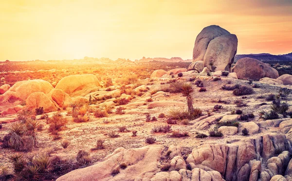 Pôr do sol sobre o deserto em Joshua Tree National Park, Califórnia, EUA — Fotografia de Stock