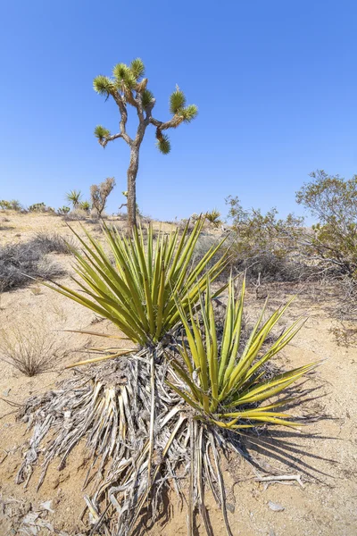 조슈아 트리 국립 공원, 캘리포니아, 미국에서 사막 식물. — 스톡 사진