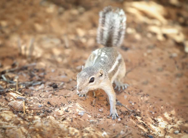 Esquilo em um habitat natural, Valley of Fire State Park, EUA . — Fotografia de Stock