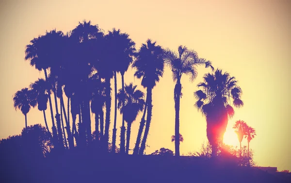 Imagen estilizada vintage de siluetas de palmas al atardecer . — Foto de Stock