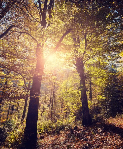 Retro stylized picture of autumnal forest. — Stock Photo, Image