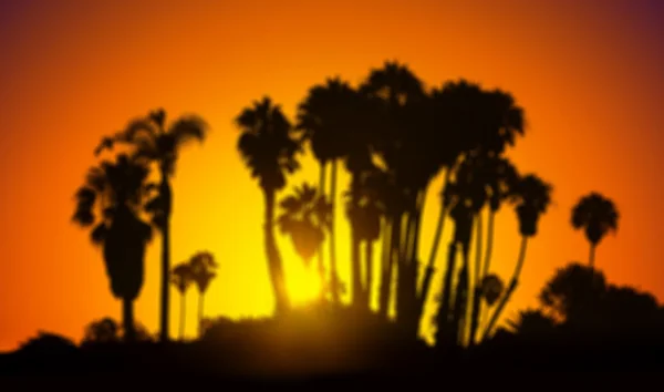 Rozmazaný obrázek siluety dlaně na západ slunce, léto poza — Stock fotografie