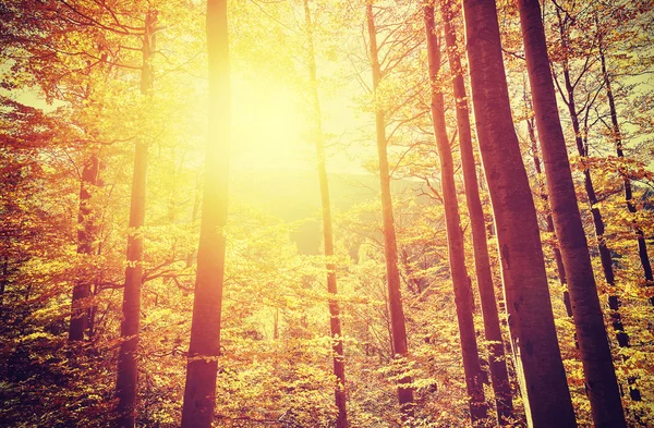 Retro toned picture of autumnal forest at sunset. — Stock Photo, Image