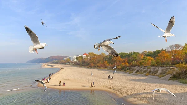 Flygande fåglar ovanför en strand. — Stockfoto