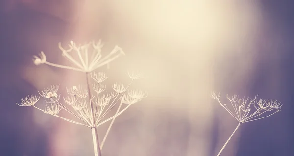 Vintage tonificado planta seca, profundidade rasa de campo . — Fotografia de Stock