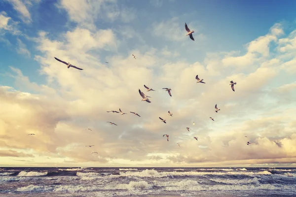 Yukarıda bir plaj gün batımında Vintage stilize uçan kuşlar — Stok fotoğraf