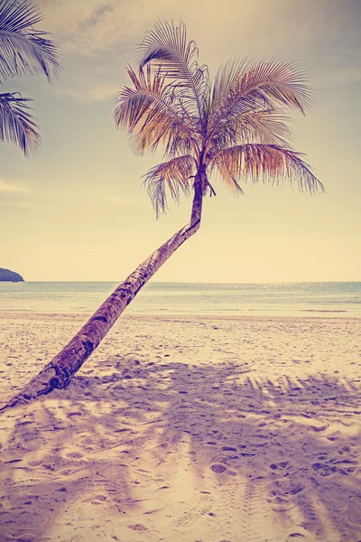 Retro alten Film Stil getönten tropischen Strand mit Palme. — Stockfoto