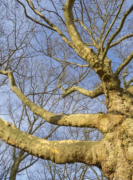 Leafless plane tree branches — Stock Photo, Image