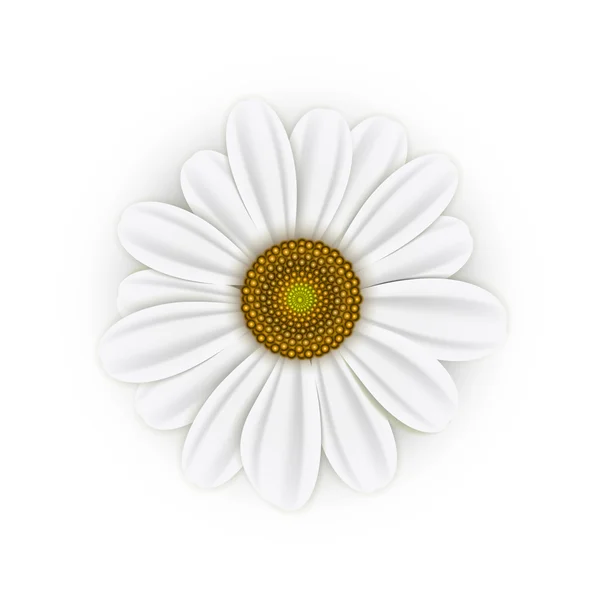 White realistic daisy — Stock Vector