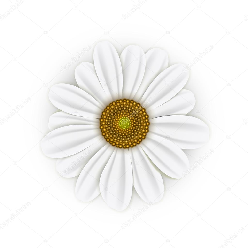 White realistic daisy