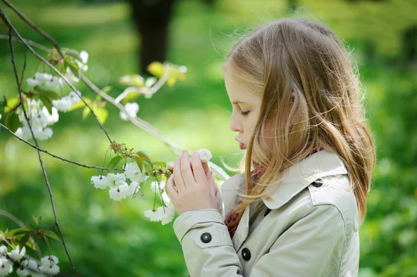 Cherries flowers on a branch. — Stock Photo, Image