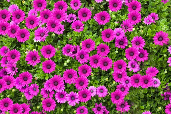 Hermosa flor gerbera rosa sobre fondo verde naturaleza —  Fotos de Stock