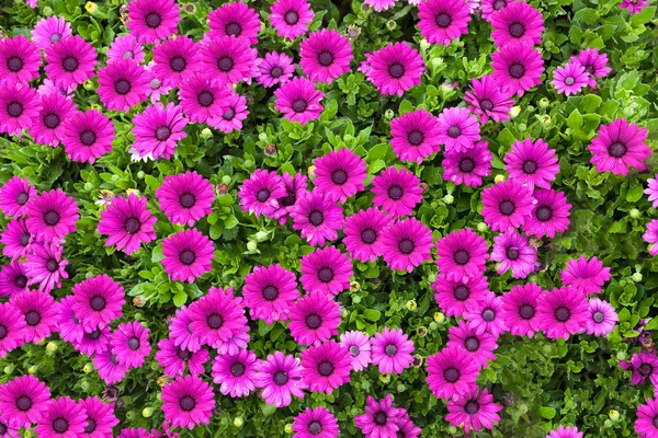 Bellissimo fiore gerbera rosa su sfondo verde natura — Foto Stock