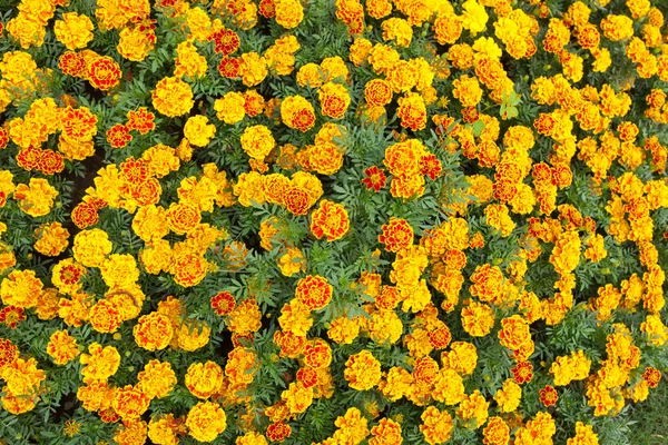 Hermosas flores de caléndula con fondo verde naturaleza —  Fotos de Stock