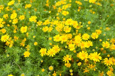 Bulanık doğa yeşil zemin üzerine sarı çiçek alan