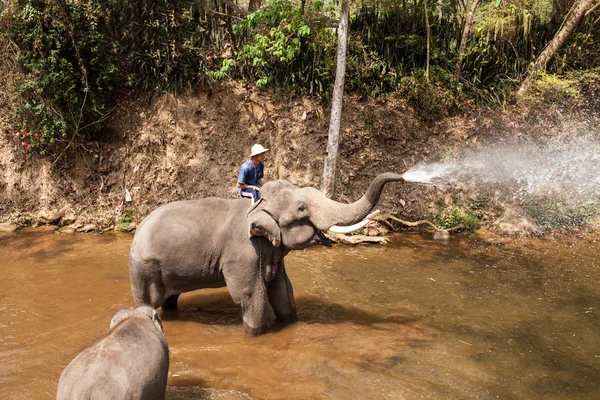 Elefántok napi tevékenységek megjelenítése — Stock Fotó