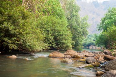 Nehir ve taş ile ağacında Asi güzel doğa orman