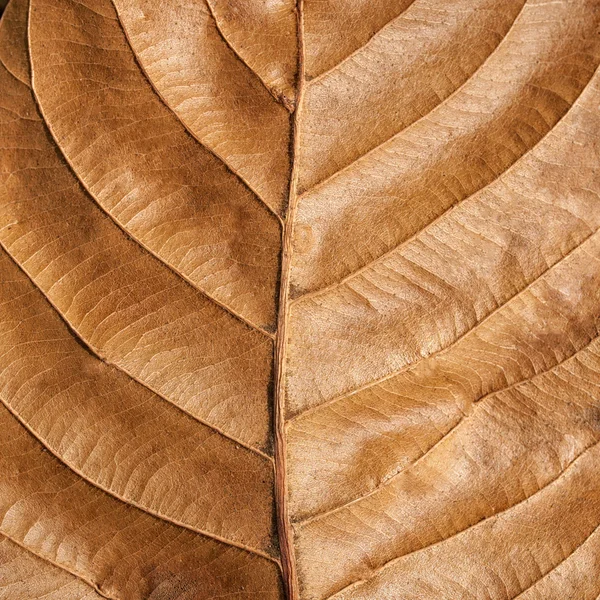 Gamla bruna blad textur bakgrund — Stockfoto