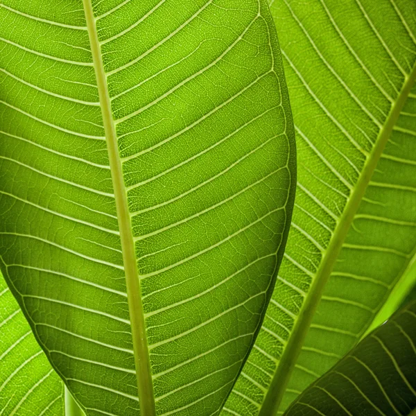 Färska gröna blad textur bakgrund — Stockfoto