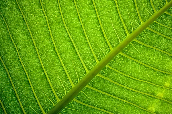 Fundo de textura de folha verde fresco — Fotografia de Stock