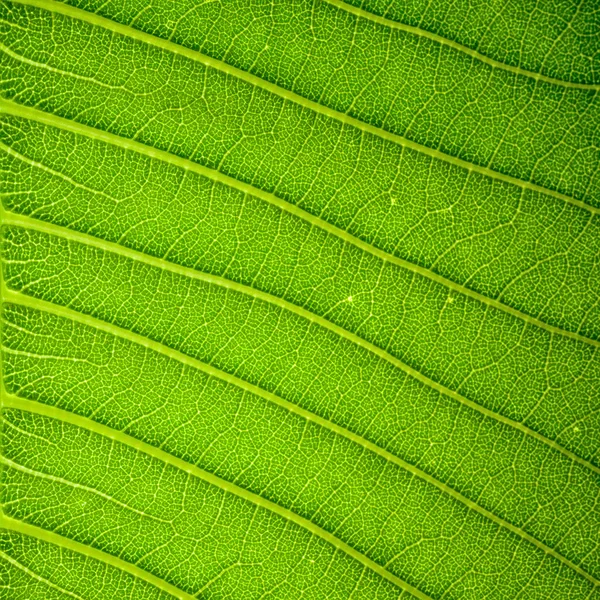Fundo de textura de folha verde fresco — Fotografia de Stock