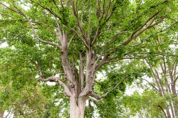 Alter Baum in einem naturgrünen Wald — Stockfoto