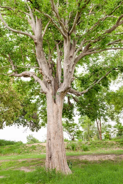 Stare drzewo w lesie natura zielony — Zdjęcie stockowe