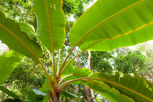 Groene boom bananenplantage in de natuur met daglicht — Stockfoto