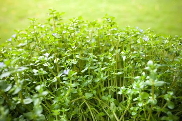 Natuurlijke groene achtergrond met selectieve focus — Stockfoto