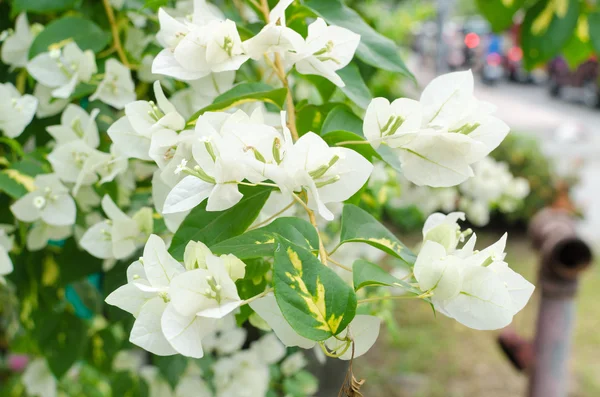 春天开花背景抽象花卉边框的绿色的树叶 — 图库照片