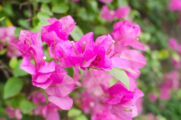 Frühling Blüte Hintergrund abstrakt floralen Rand der grünen Blätter — Stockfoto