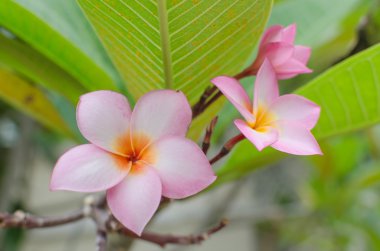 Plumeria güzel pembe önümüzdeki