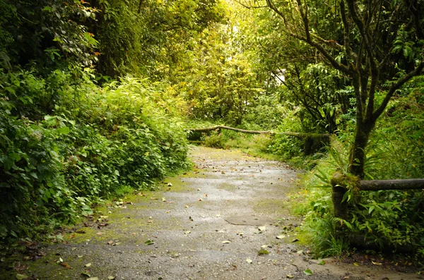 Magischer Weg im tropischen Regenwald — Stockfoto