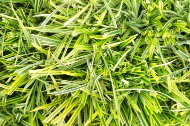 Ormanın taze yeşil yaprakları.